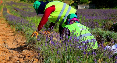 Botanik Vadi’de büyüleyen ‘mor’ hasat 