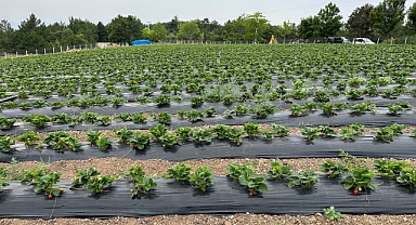 Büyükşehir çilek hasadına başladı; Rekor üretim bekleniyor 