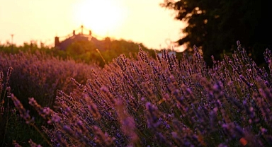 Cennet Vadisi’nde ‘mor’ şölen 