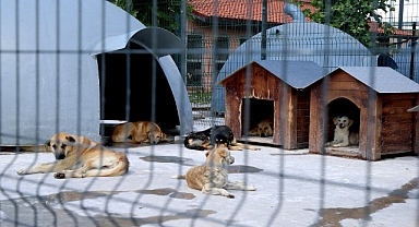 Can dostların Sakarya’da devasa bir şifa yuvası var 