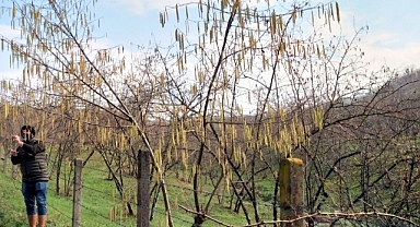Fındıkta ıslah çalışmaları ile verim ve kalite artacak
