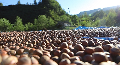 FİSKOBİRLİK FINDIK ALIMLARINA BAŞLADI