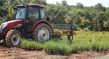 Botanik Vadisi’nde biberiye zamanı: Hedef 15 ton 