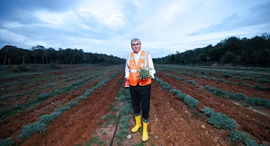 Botanik Vadi'de yılın ikinci adaçayı hasadı yapıldı; 6 ton adaçayı dünyaya ihraç ediliyor 