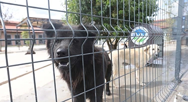 Can dostlarına en iyi hizmet: On bini aşkın sokak hayvanına Büyükşehir eli 