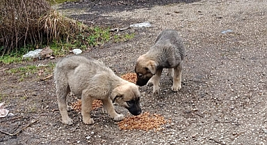 SEDAŞ saha çalışanlarından sokak hayvanlarına yardım eli 