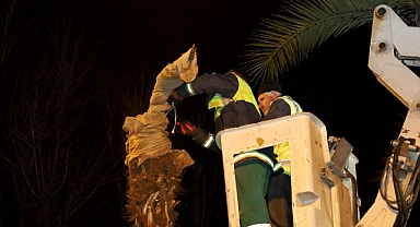 Büyükşehir şehrin süsü olan palmiyeleri şimdi yaza hazırlıyor 