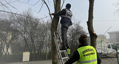 Yazlık Ağaçlar Bakıma Alındı 