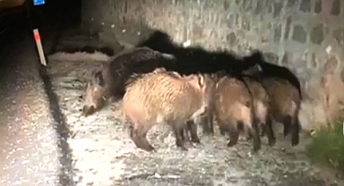 Hemen telefonuna sarılıp kayda aldı 