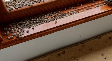 Hendek’te Korku Filmi Gibi İstila: Binlerce Kokarcadan 'TUTSAK' ile Kurtuldu! 