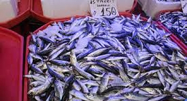 Sakarya’da Balık Tezgahları Şifa Dağıtıyor: 